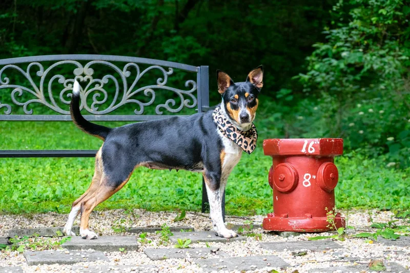 An adult medium-sized female Tricolor (Brown, Black, & White) Australian Cattle Dog / Blue Heeler dog named Cattle Cate for adoption in Sevierville, TN