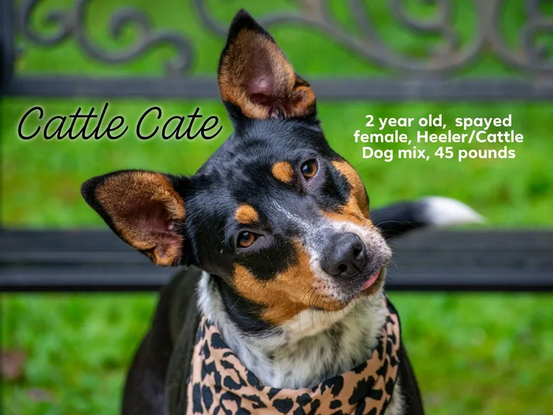 Cattle Cate thumbnail 2