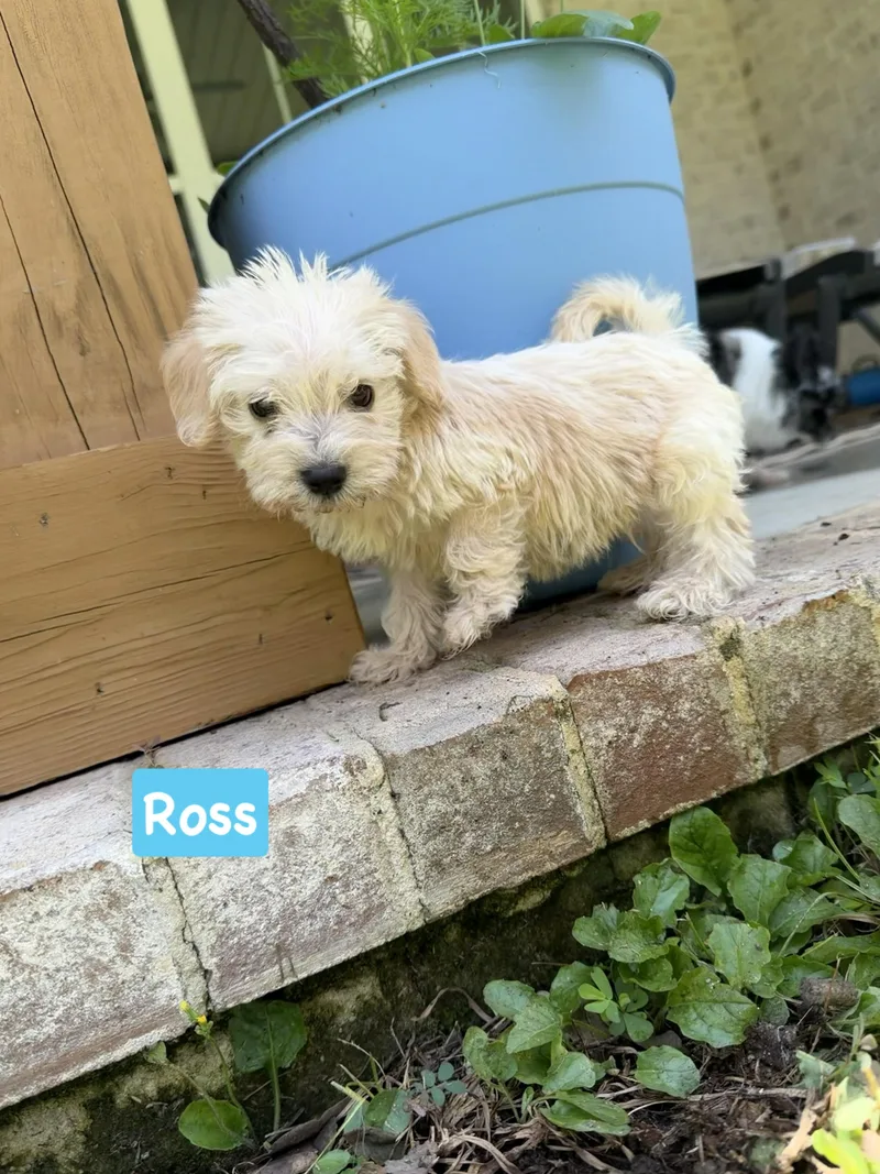 Ross