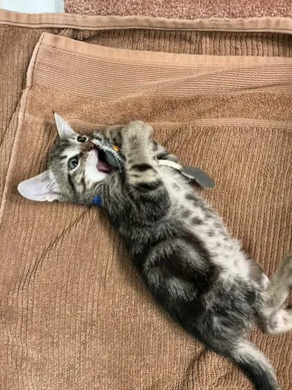 A baby medium-sized male Domestic Short Hair cat named George Harrison for adoption in Pleasanton, CA