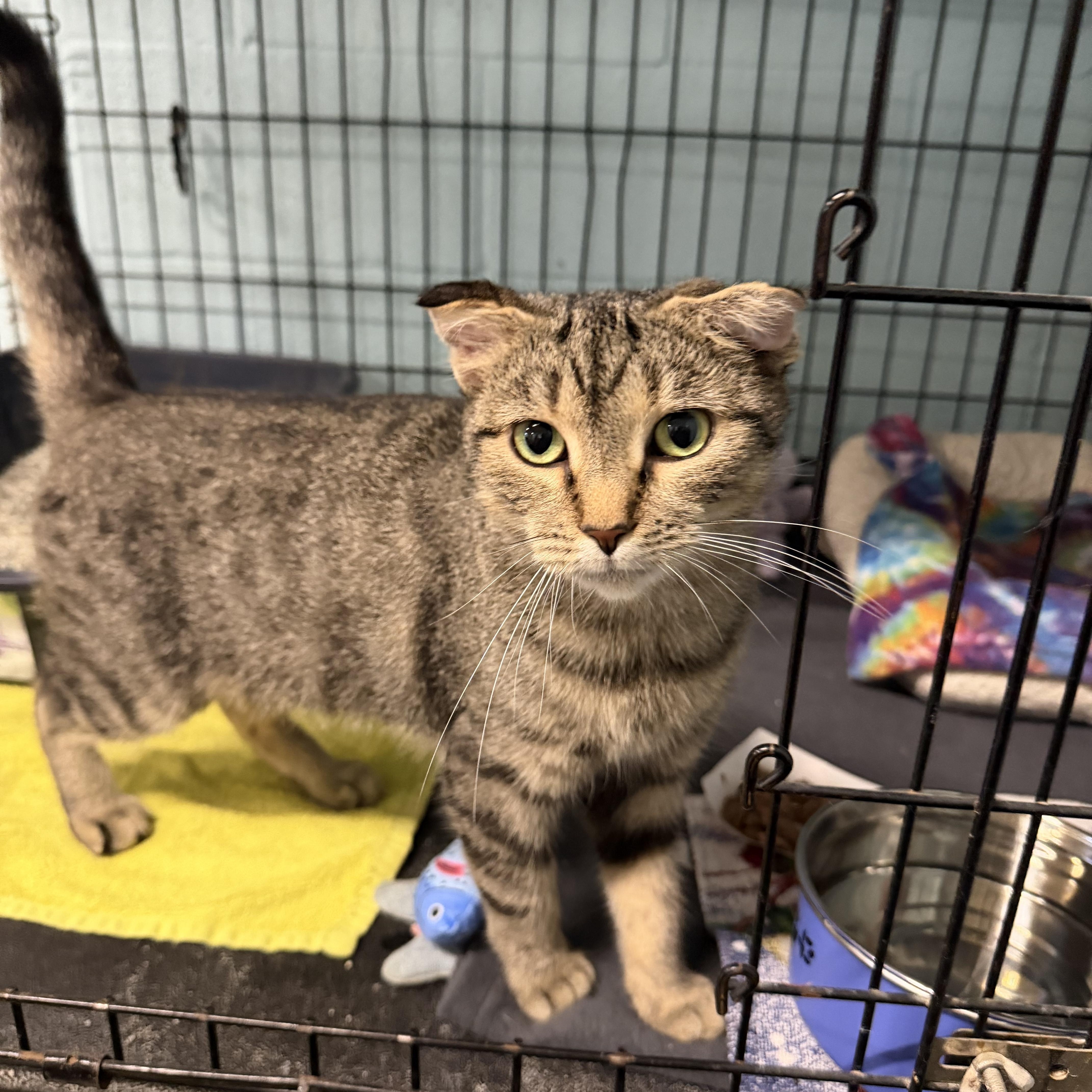 An adult medium-sized female Domestic Short Hair cat named Tundra for adoption in Warren, OH