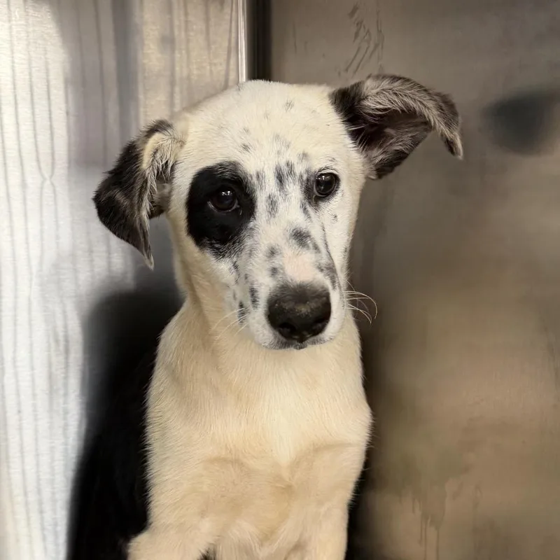A baby medium-sized female Mixed Breed dog named Queenie for adoption in Midland, TX