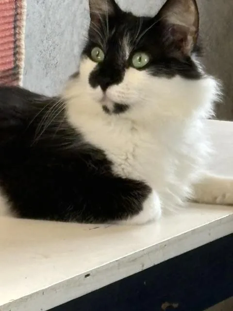 An adult large-sized male Domestic Long Hair cat named Cosmo for adoption in Crescent City, FL