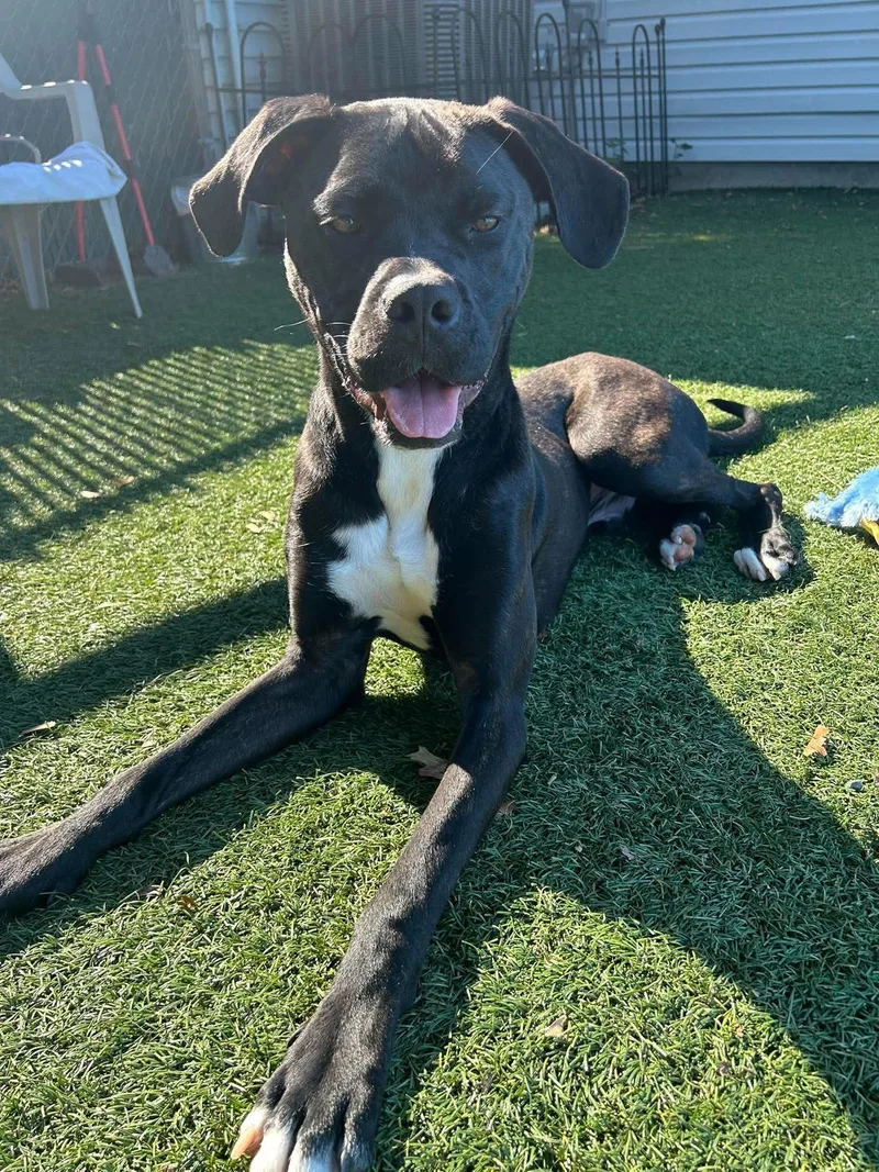 A baby medium-sized male Labrador Retriever dog named Seven for adoption in Holbrook, NY