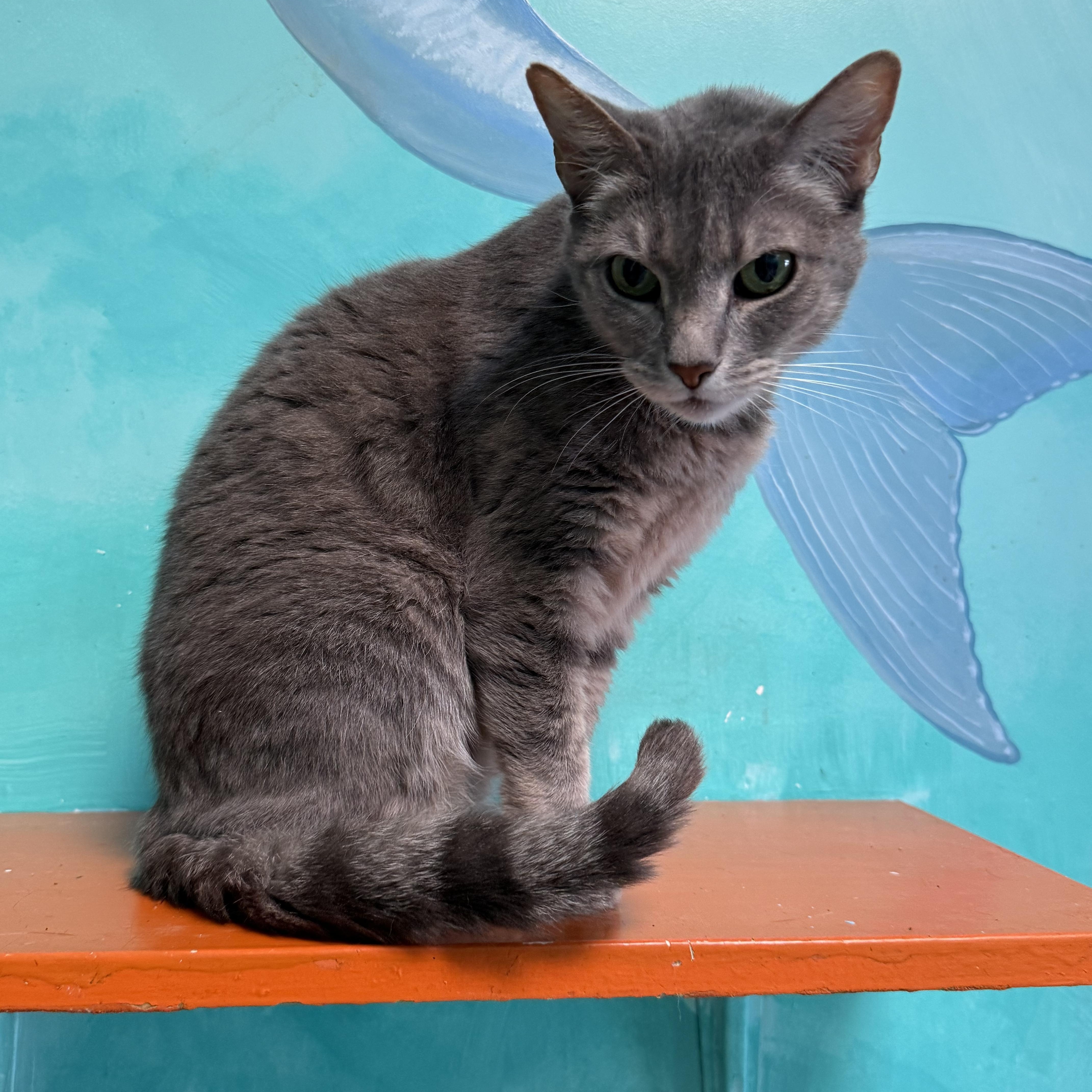 Tweedle Dee thumbnail 4