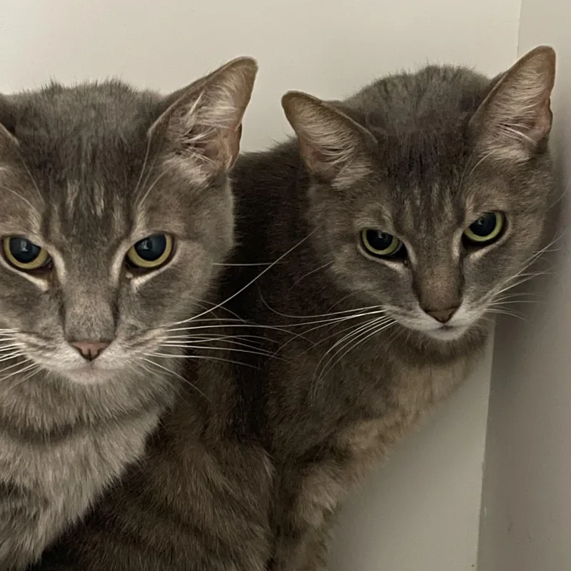 Tweedle Dee thumbnail 6