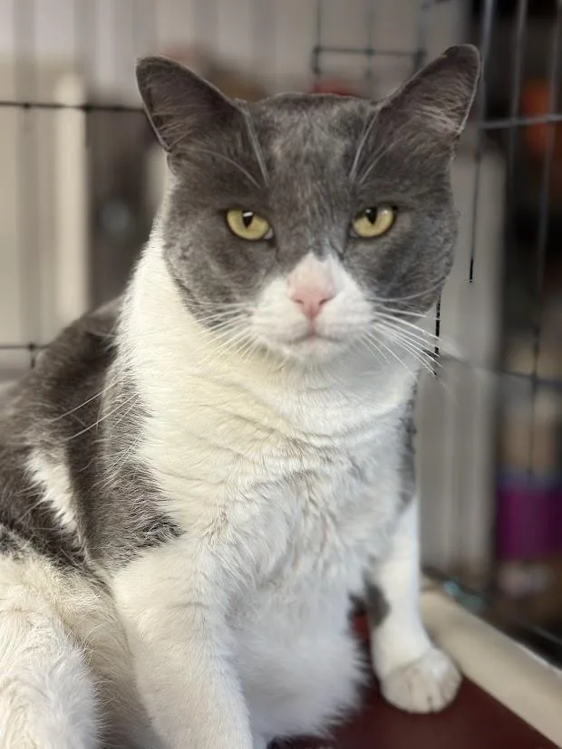 An adult large-sized male Gray & White Domestic Short Hair cat named Elton for adoption in East Amherst, NY