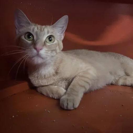 A young medium-sized female Orange / Red Domestic Short Hair cat named Nyla for adoption in Bentonville, AR