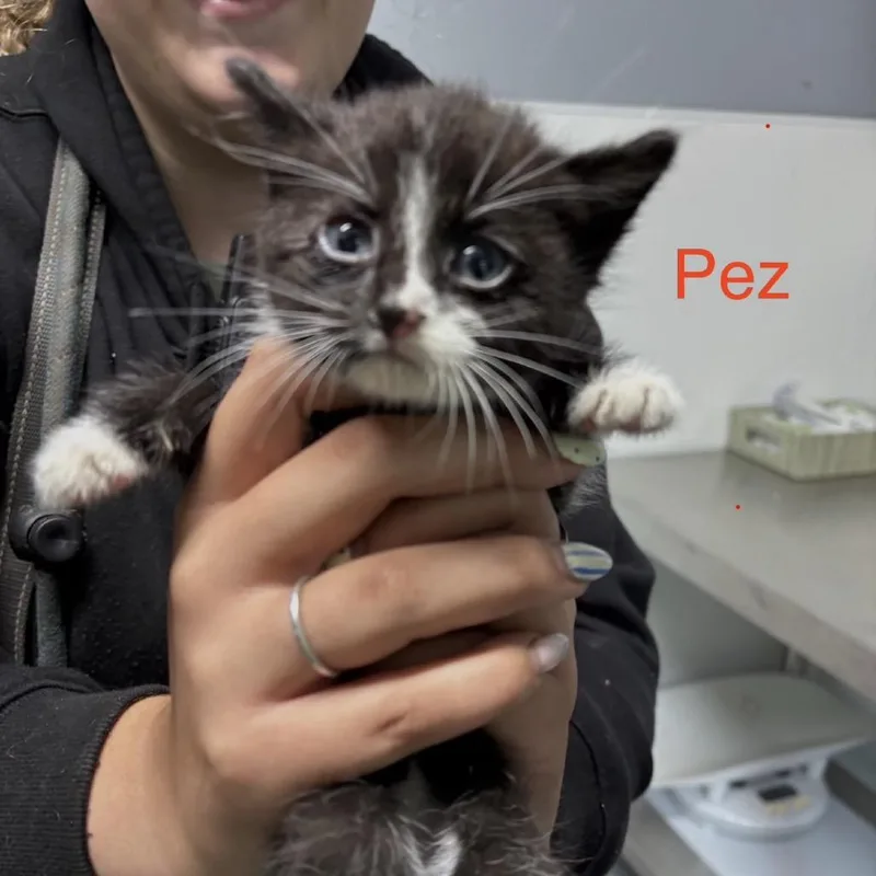 A baby small-sized male Black Domestic Short Hair cat named Pez for adoption in Spring Hill, KS