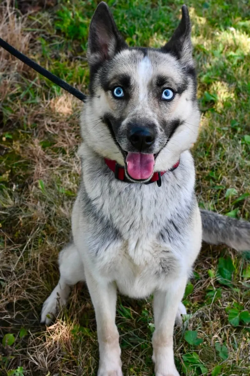 A young medium-sized female Yellow / Tan / Blond / Fawn Shepherd dog named Diane for adoption in Bowling Green, OH