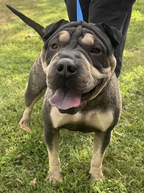 A young medium-sized female Shar-Pei dog named London for adoption in Riverside, CA