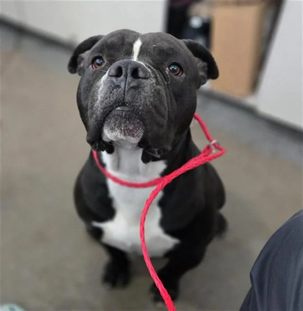 An adult medium-sized male Mixed Breed dog named Supreme for adoption in Dallas, TX