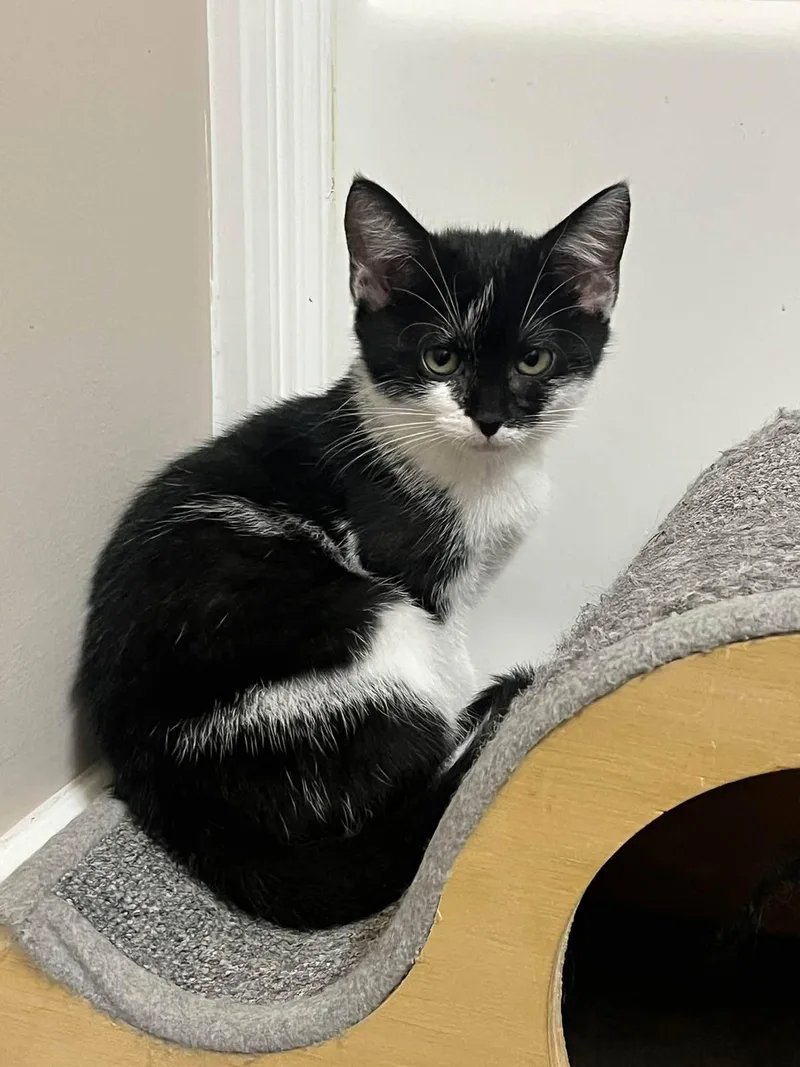 A baby small-sized male Gray / Blue / Silver Domestic Short Hair cat named Chance for adoption in Clarksville, TN