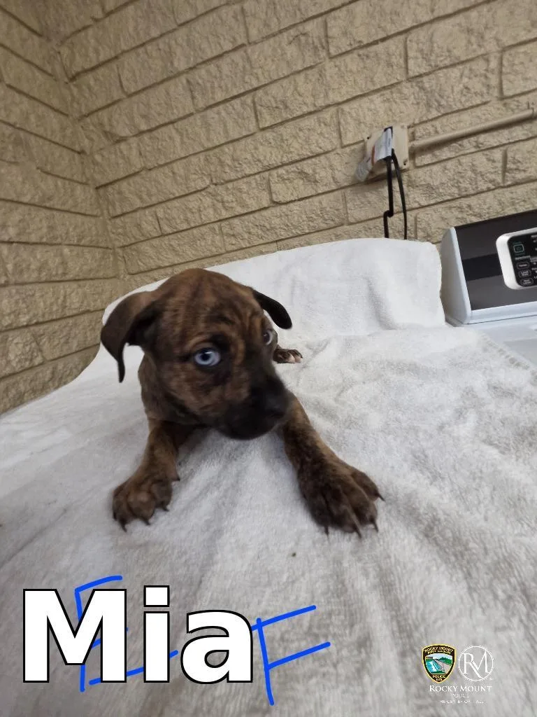 A baby small-sized female Cane Corso dog named Mia for adoption in Rocky Mount, NC