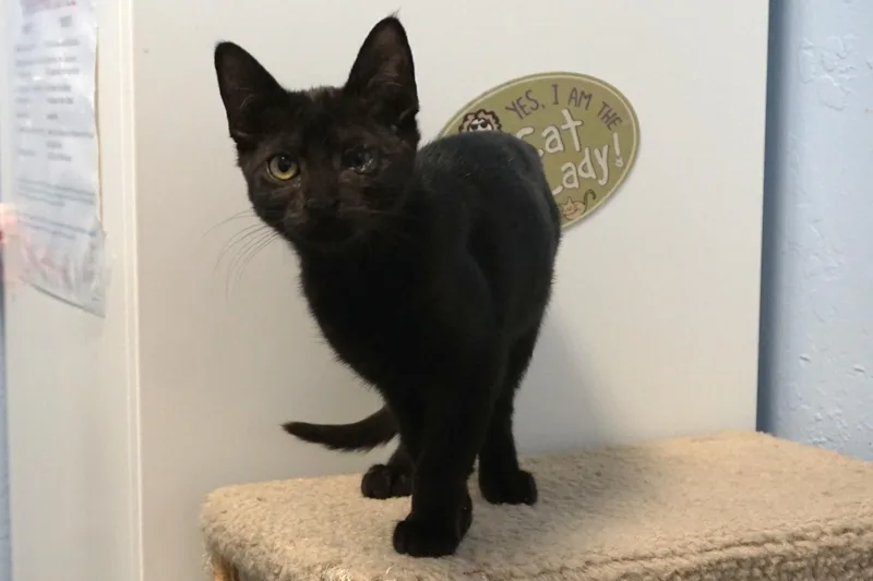 A baby small-sized female Domestic Short Hair cat named Katrina for adoption in Fountain Hills, AZ