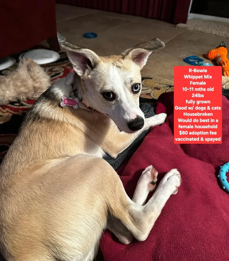 A young small-sized female Whippet dog named RBowie for adoption in Oviedo, FL