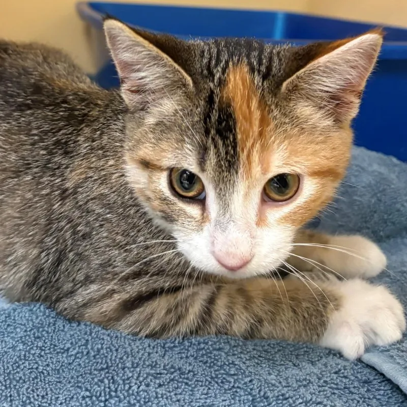 A baby small-sized female Torbie Domestic Short Hair cat named Nora for adoption in East Hanover, NJ
