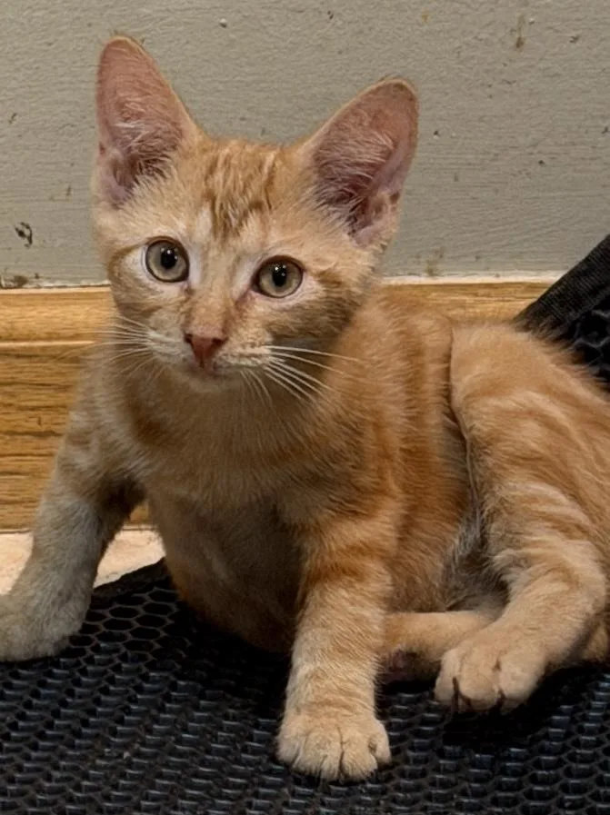 A baby medium-sized male Tabby (Orange / Red) Domestic Short Hair cat named Oslo for adoption in East Hanover, NJ