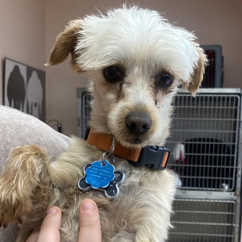 Benji