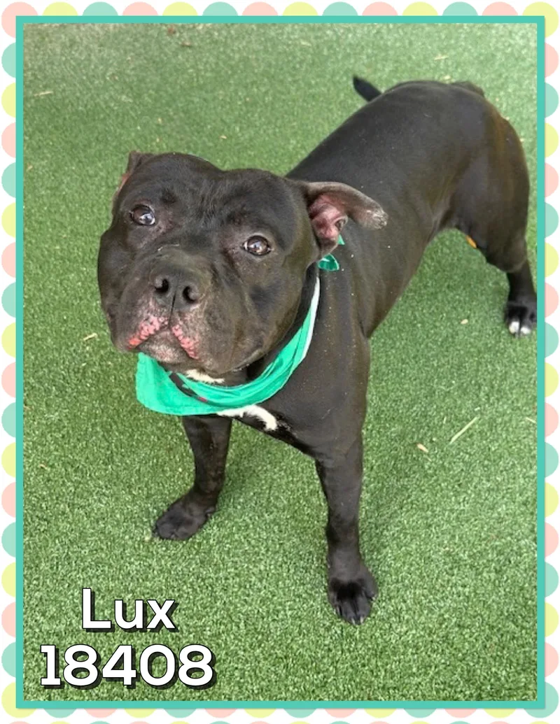 Lux thumbnail 2