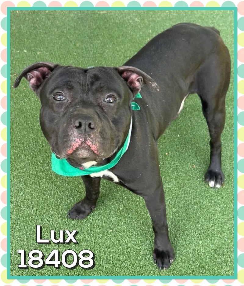 An adult medium-sized male Black American Bully dog named Lux for adoption in Marietta, GA