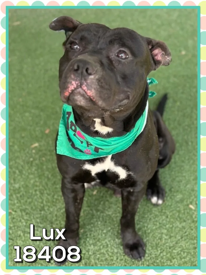 Lux thumbnail 3