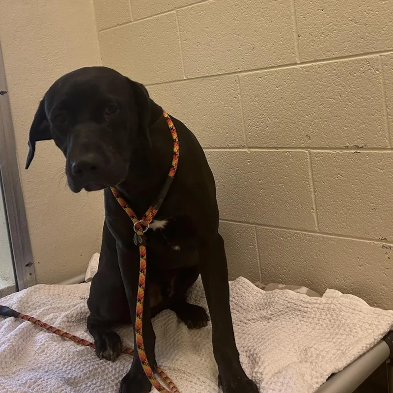 A young large-sized male Black Mixed Breed dog named Superman for adoption in Asheville, NC