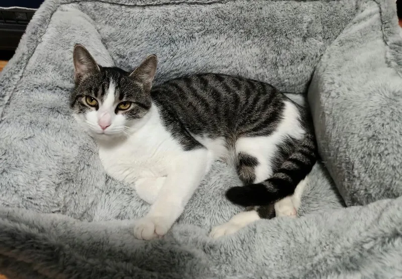 A baby medium-sized male Domestic Short Hair cat named Rowan for adoption in Minneapolis, MN