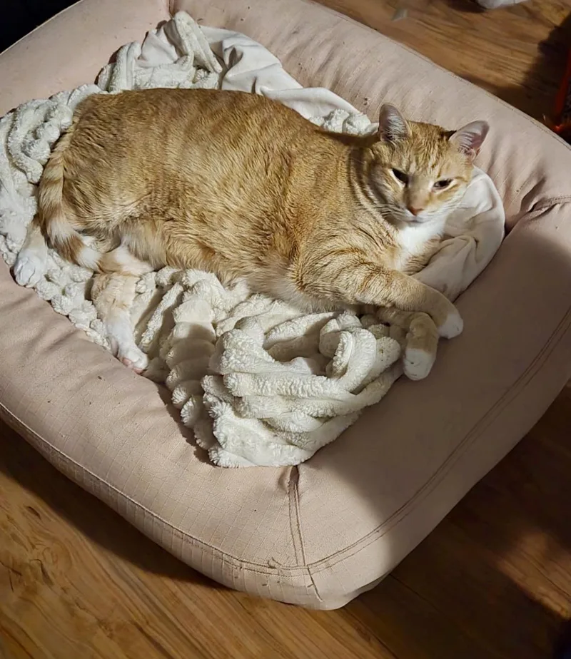 An adult extra large-sized male American Shorthair cat named Finnigan for adoption in Loganville, GA