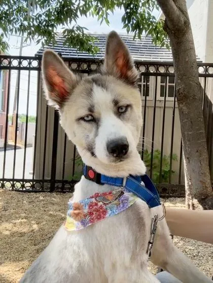 An adult medium-sized female Husky dog named Jorts for adoption in Washington, DC
