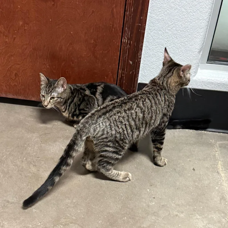 A baby small-sized male Brown / Chocolate Domestic Short Hair cat named Timmy Trapper for adoption in Las Vegas, NV