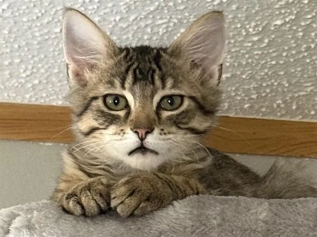 Beau