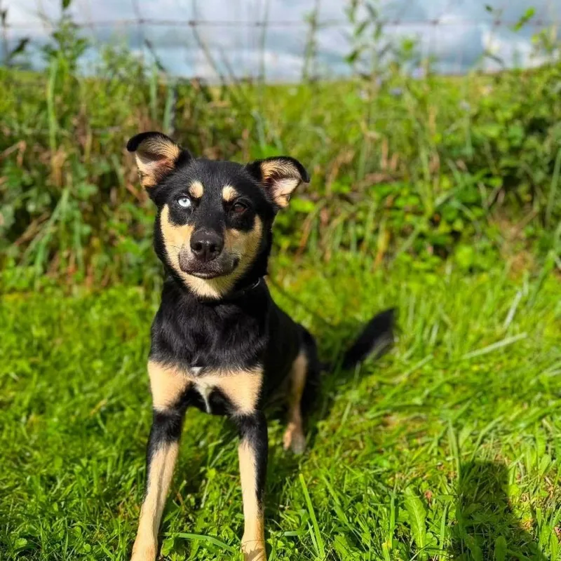 An adult medium-sized female Black Mixed Breed dog named Luna for adoption in Alexandria, VA