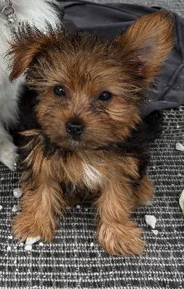 A baby small-sized female Bicolor Morkie dog named Pebbles for adoption in Twin lakes, WI