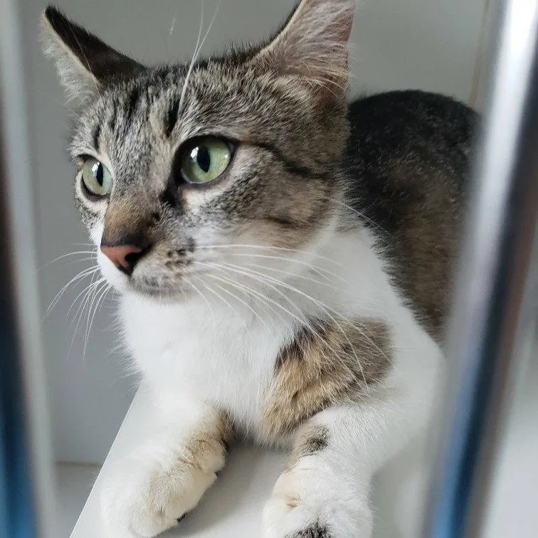 A young medium-sized female White Domestic Short Hair cat named Lavender for adoption in Oakland, CA