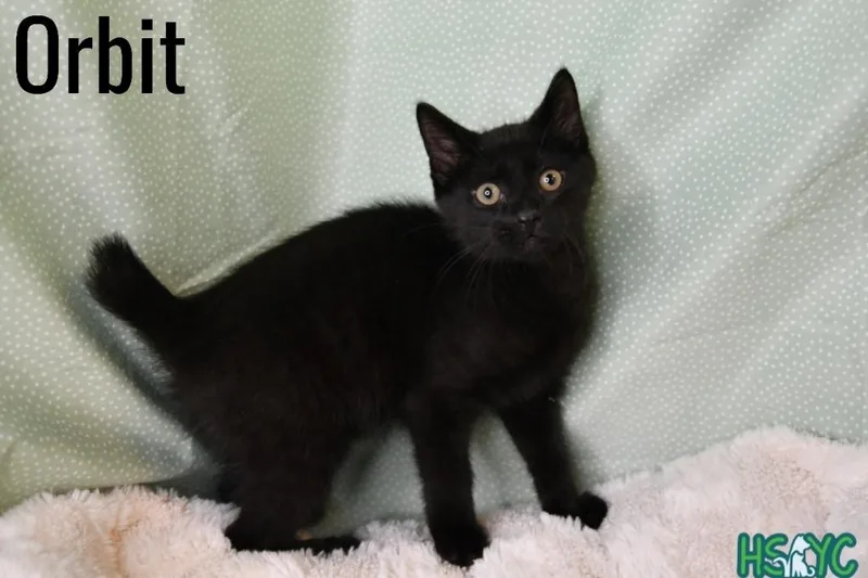 A baby medium-sized male Domestic Short Hair cat named Orbit for adoption in Fort Mill, SC