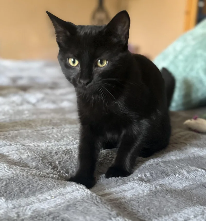 Stella