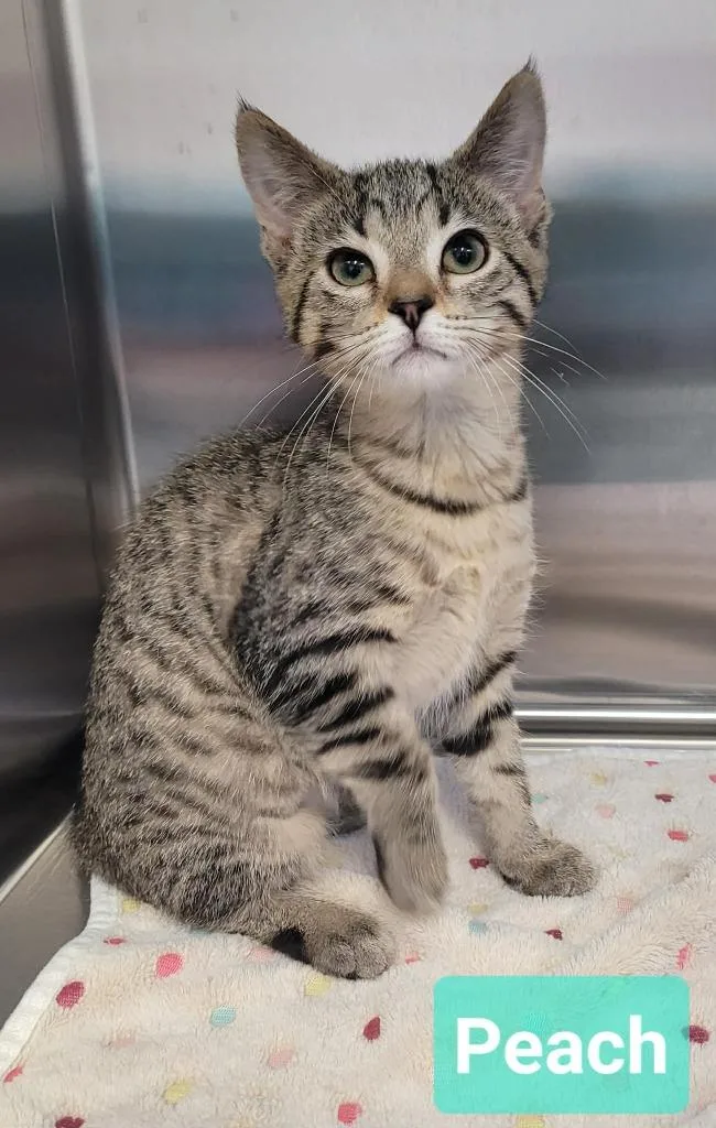 A baby small-sized female Domestic Short Hair cat named Peach for adoption in Richmond, IN