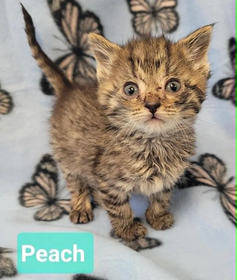 Peach thumbnail 2
