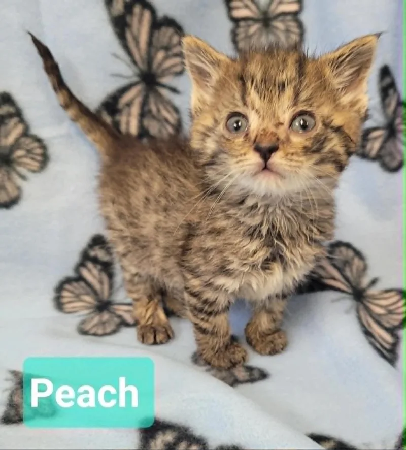 Peach thumbnail 4
