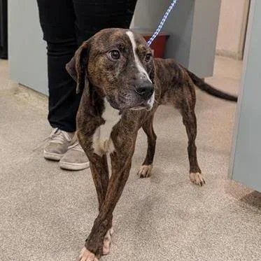 An adult medium-sized male Brindle Mixed Breed dog named Creed for adoption in Jacksonville, FL