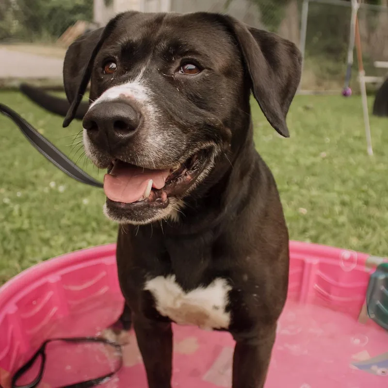 An adult large-sized male Black Labrador Retriever dog named Goliath for adoption in Milan, IL