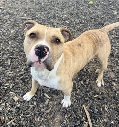 An adult medium-sized male Mixed Breed dog named Woodchuck for adoption in Atlanta, GA