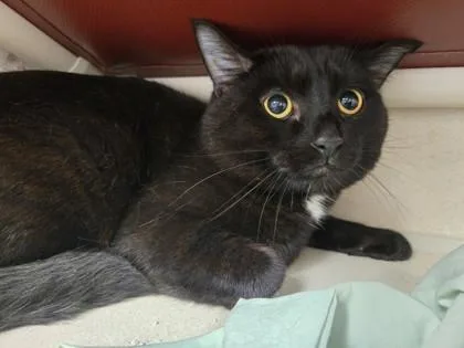 A young small-sized male Domestic Short Hair cat named Onyx for adoption in East Brookfield, MA