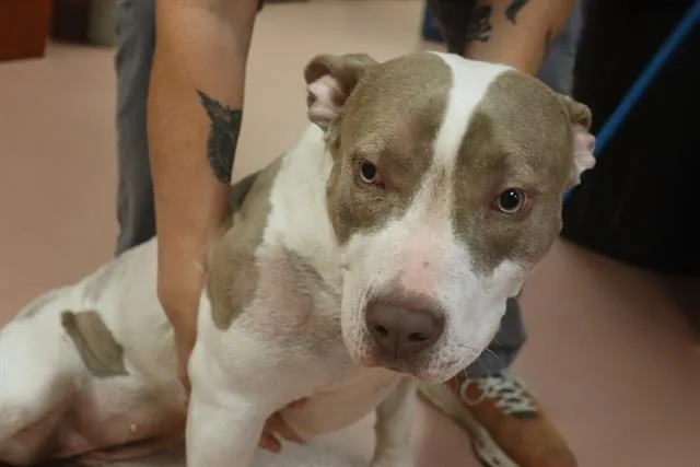 A young large-sized female Mixed Breed dog named Sylvie for adoption in Columbia, SC