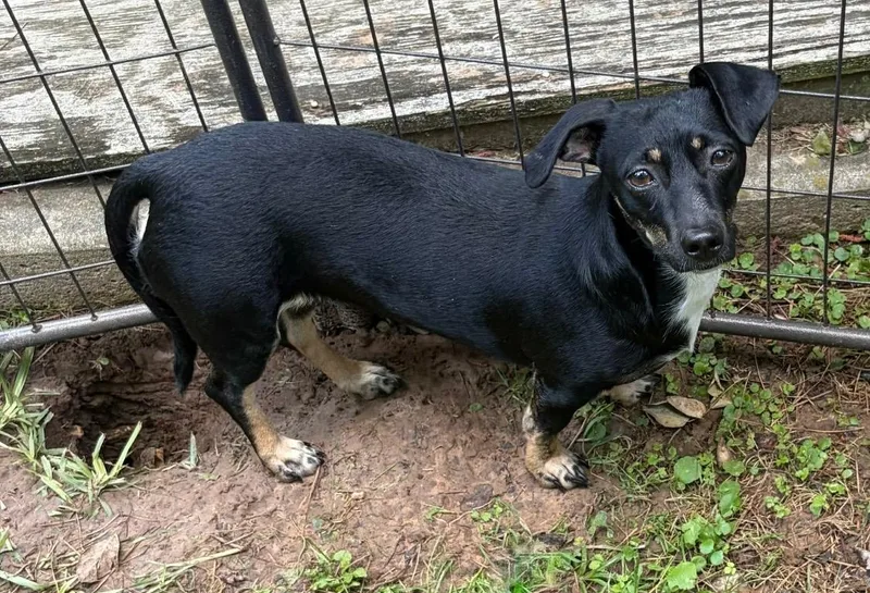 A young small-sized female Tricolor (Brown, Black, & White) Dachshund dog named Luna B for adoption in Alexandria, LA