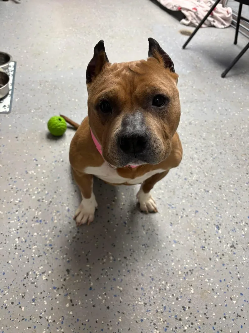 An adult medium-sized female Brown / Chocolate American Bully dog named Betty White for adoption in Ipswich, MA