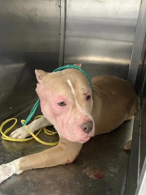 A young large-sized female Mixed Breed dog named Lisa for adoption in Dallas, TX