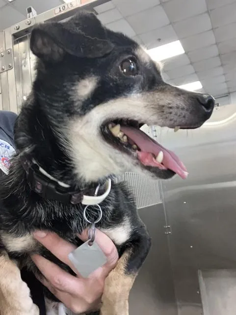An adult small-sized female Dachshund dog named Cocoa for adoption in Dallas, TX