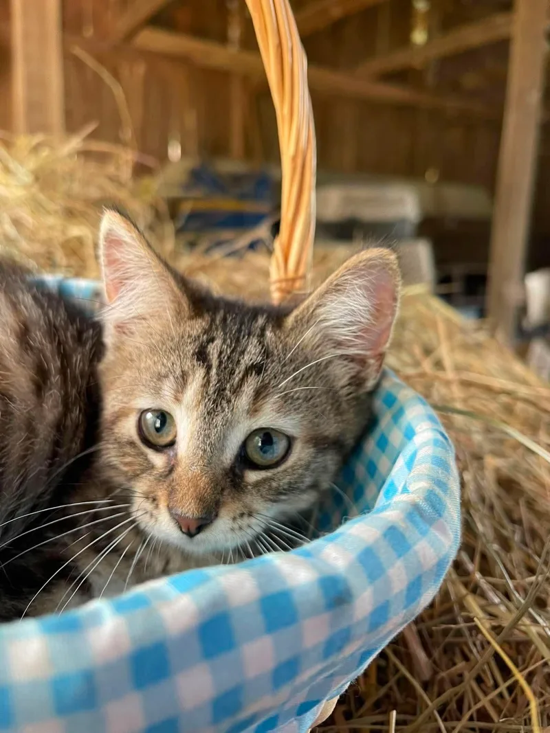 A baby small-sized female American Shorthair cat named Cannoli for adoption in Richmond, KY